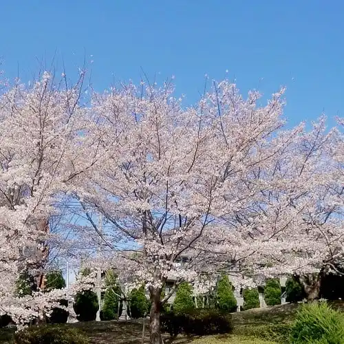 ⻄勝寺 あざみ野庭苑 