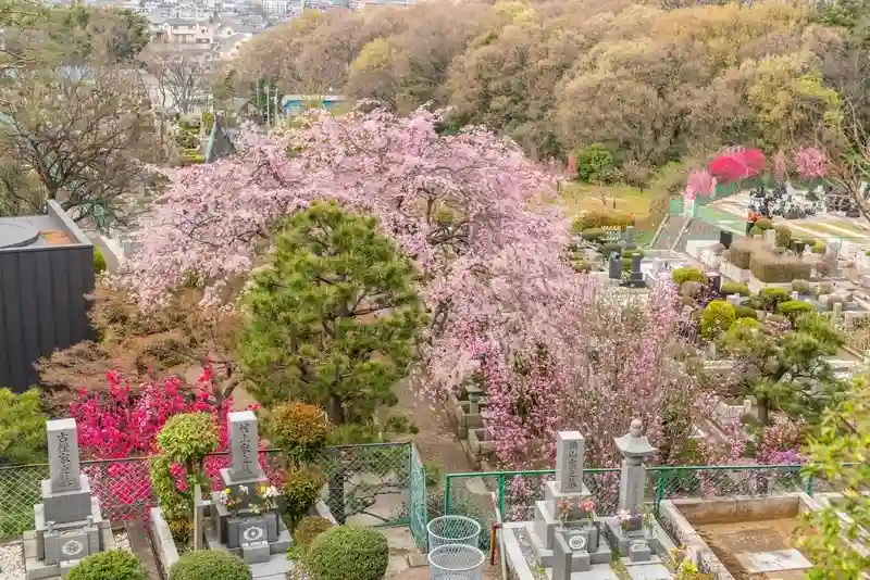 春秋苑 青蓮堂 屋内御廟 (納骨堂) 春には桜が満開になります