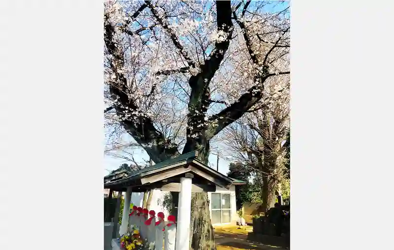 明鏡寺　境内（桜）