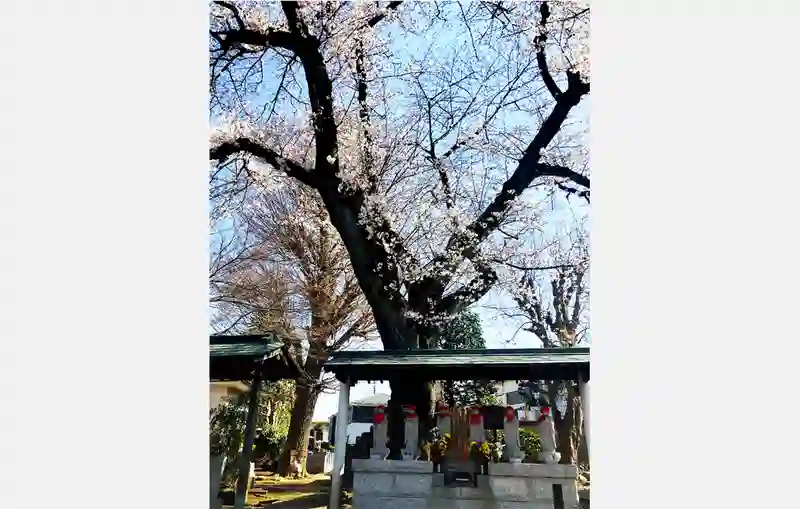 明鏡寺　境内（桜）