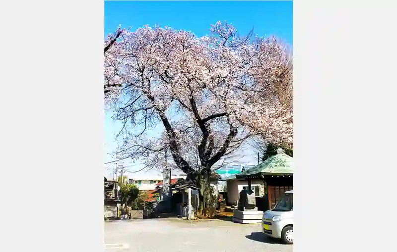 明鏡寺　境内（桜）