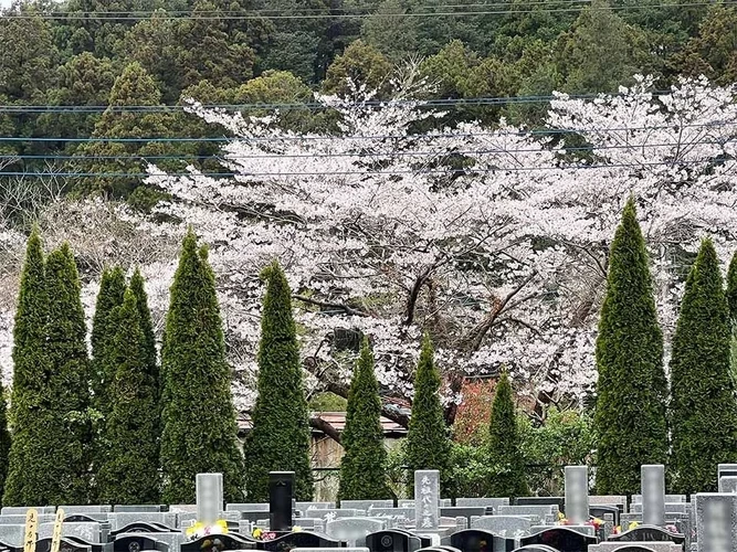 厚木市 バラの里 おぎの聖地公園