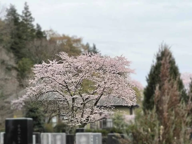 厚木市 バラの里 おぎの聖地公園