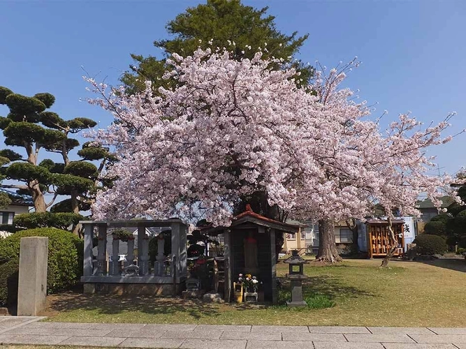 玄珊墓苑 樹木葬 永代供養墓「菩提」 