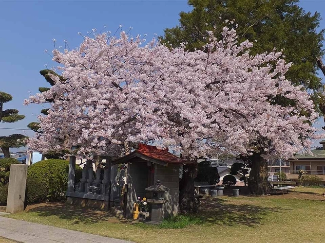 玄珊墓苑 樹木葬 永代供養墓「菩提」 