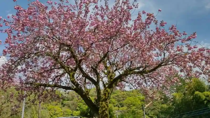 プレミアム愛川の里樹木葬墓地 妙誠寺境内の八重桜