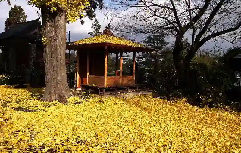 「愛樹木葬」厚木里山樹木葬墓地 イチョウの積もる境内