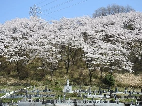 相模原市 長成寺永代供養納骨堂 桜観音永安廟