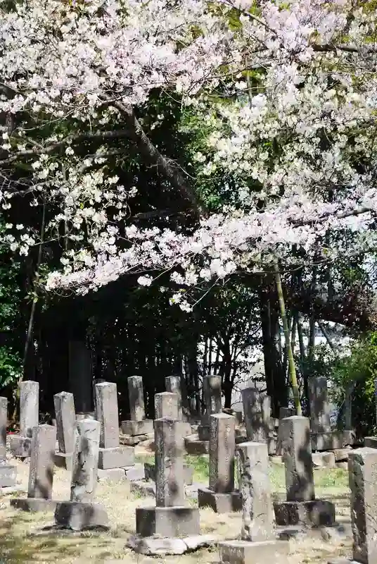 横須賀市営 馬門山墓地 桜の綺麗な霊園