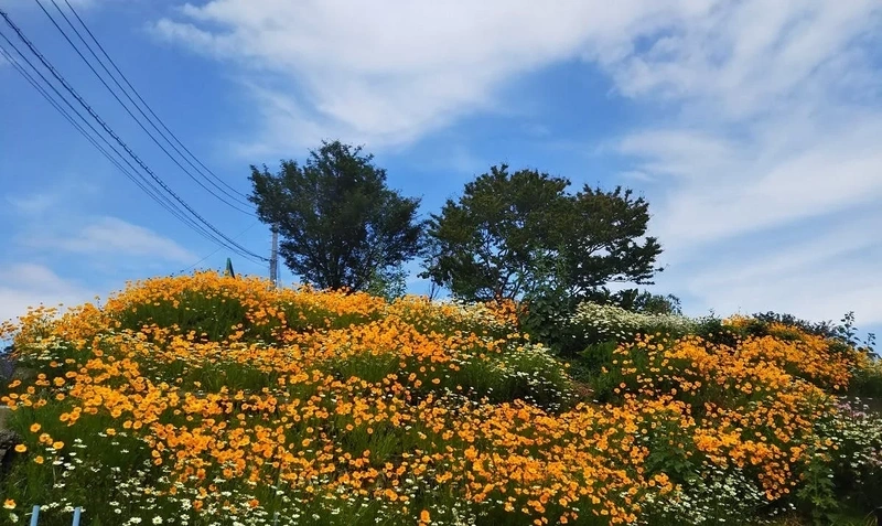 中郡二宮町 樹木葬墓地「西湘令和の杜」