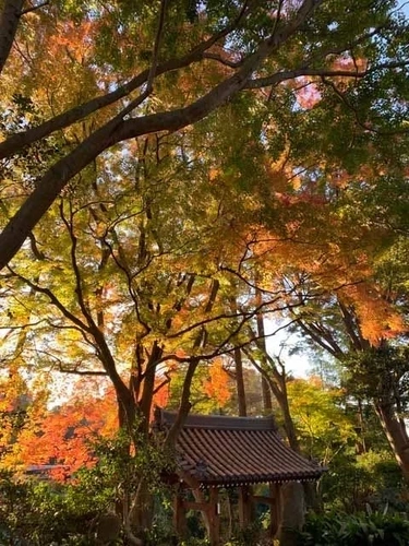 伊勢原市 能満寺墓苑 樹木葬「沙羅双樹の丘」