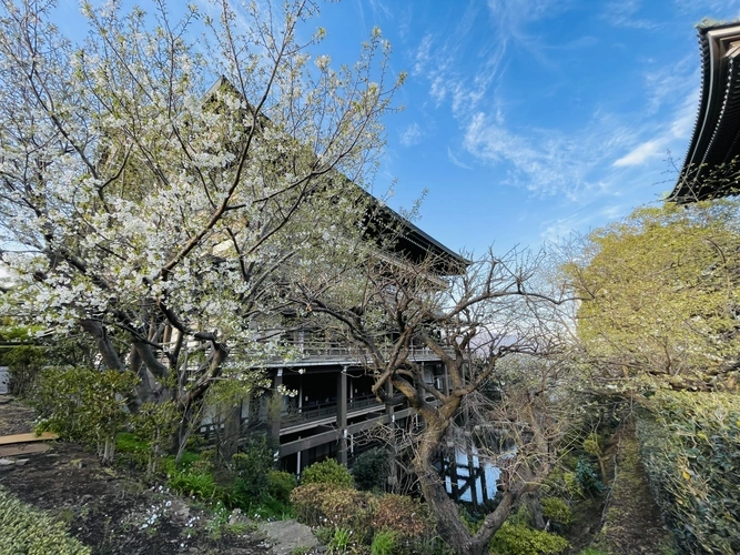 大本山 總持寺（総持寺） 植栽