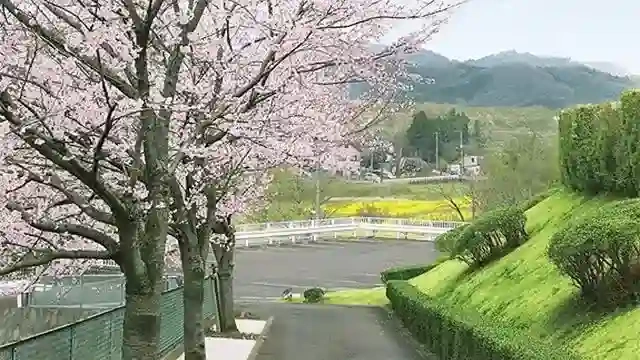 桜