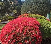 衹王山 妙法寺 境内を彩る植栽①