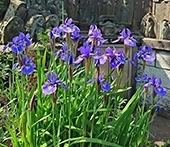 衹王山 妙法寺 境内を彩る植栽②