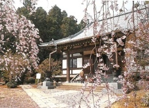 西林寺 境内の枝垂れ桜