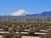 中郡大磯町 平塚中央霊園