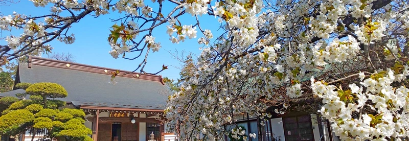 高座郡寒川町 安楽寺