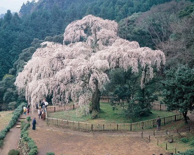 小田原市 長興山 紹太寺 一般墓・永代供養墓