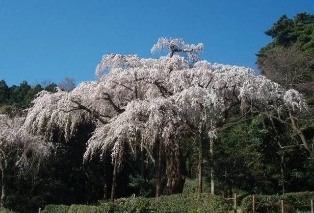 小田原市 長興山 紹太寺 一般墓・永代供養墓