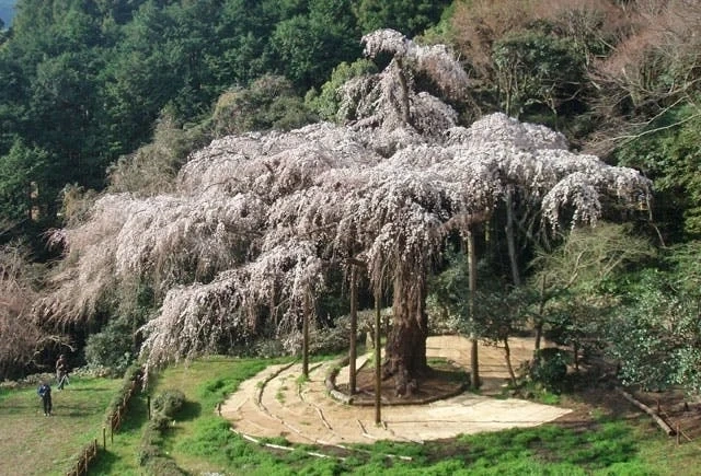 長興山 紹太寺 一般墓・永代供養墓 