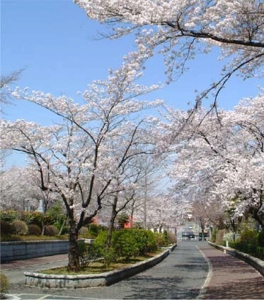 武蔵野霊園 白峯墓地 桜並木