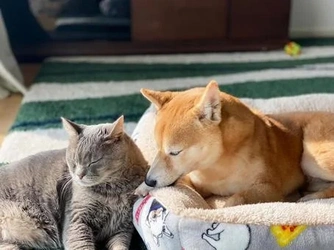 愛するペットと一緒に眠れる特別区画