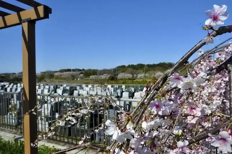 メモリアルパーク緑の丘 綺麗な桜を見てゆっくりと過ごせます