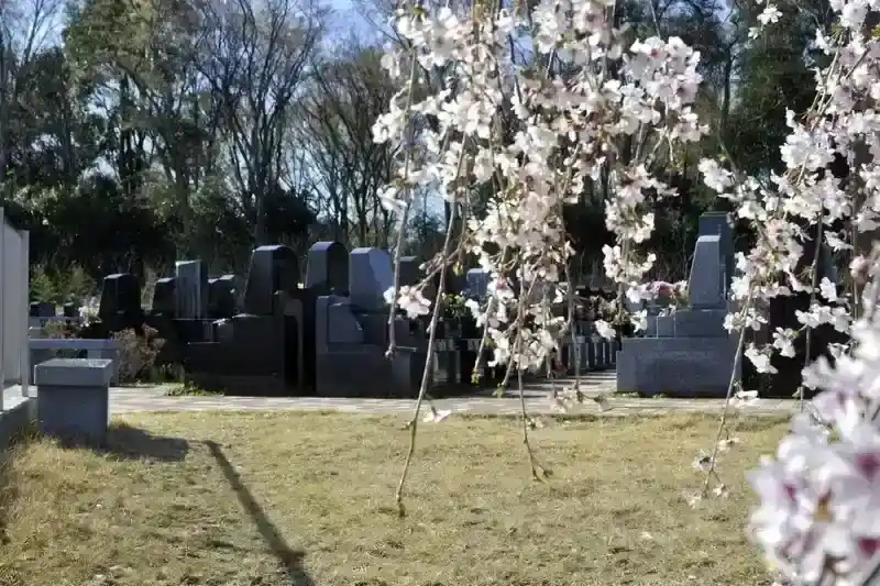 メモリアルパーク緑の丘 園内を彩る枝垂れ桜