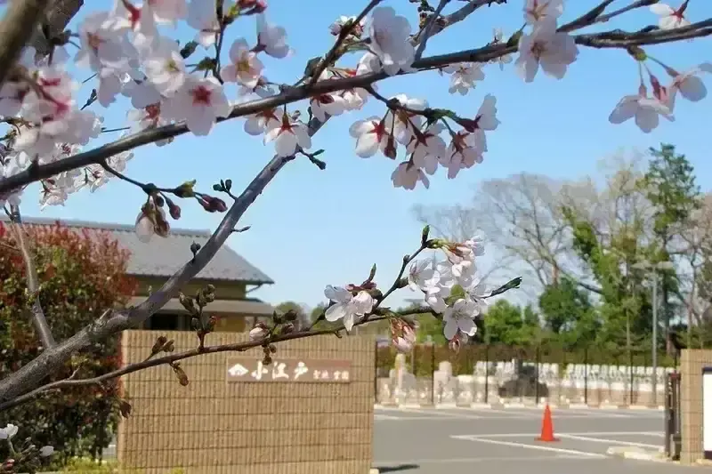 小江戸聖地霊園 春に咲く綺麗な桜