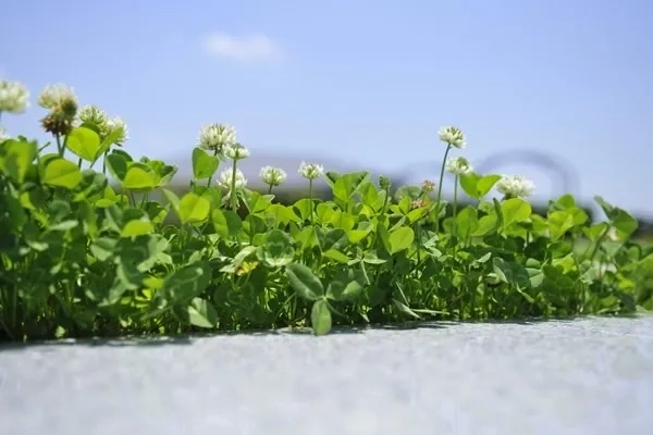 メモリーガーデン さきたま霊園 参道に咲く花