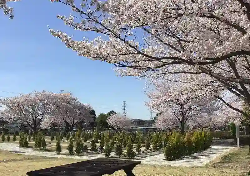 園内の桜