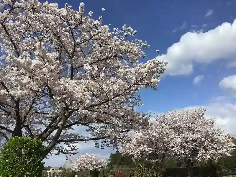 園内の桜