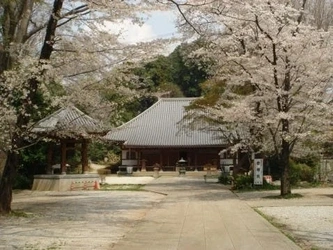 桜がきれいな寺院墓地