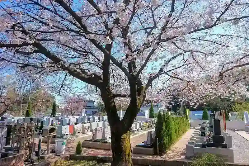 染谷の里 大宮四季彩霊苑 園内の桜