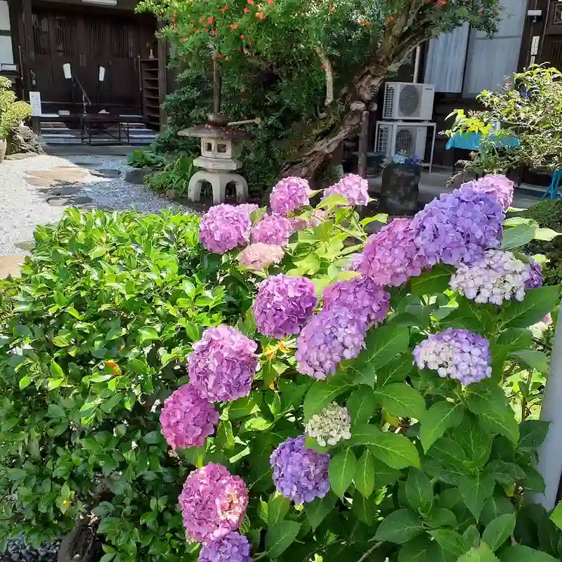 メモリーガーデン「あじさいの杜霊園」 園内を彩るアジサイ