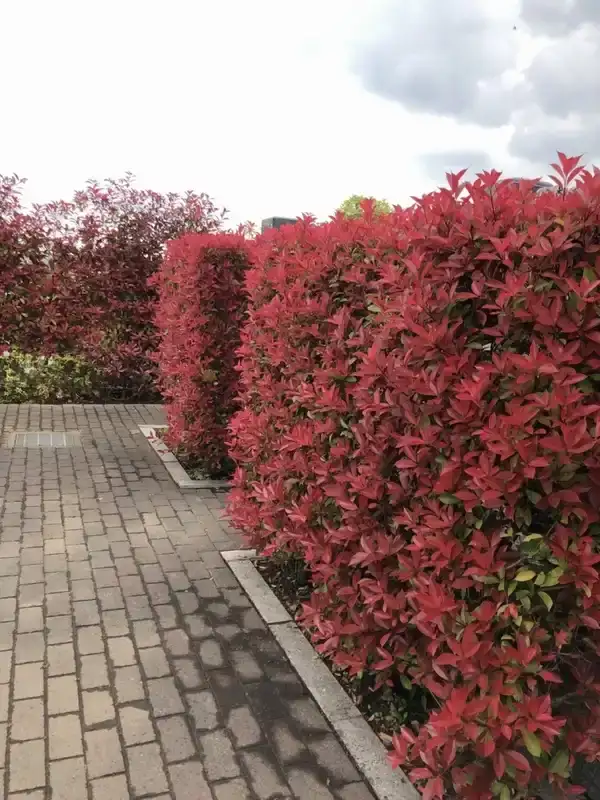 朝霞聖地霊園 植栽