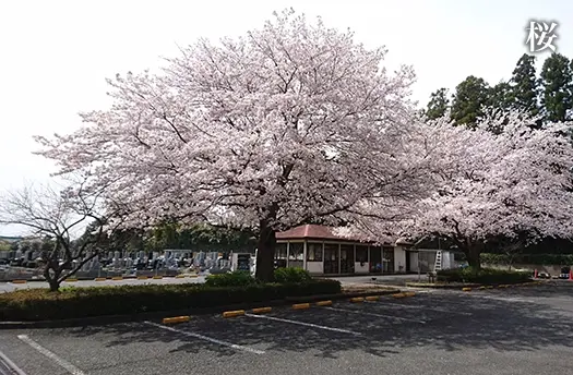 武蔵ヶ丘霊園 園内の桜