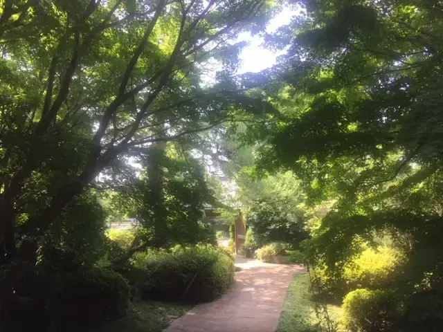 大龍寺墓苑 美しい木漏れ日