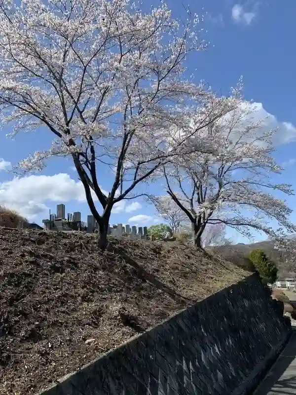 長瀞清華霊園 満開の桜①