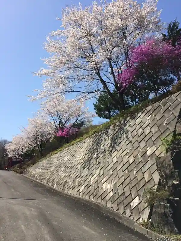 長瀞清華霊園 満開の桜②