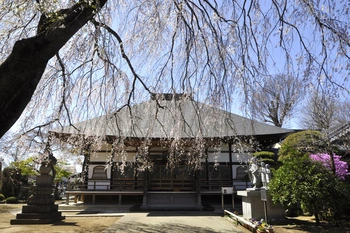 桜と緑に溢れる境内