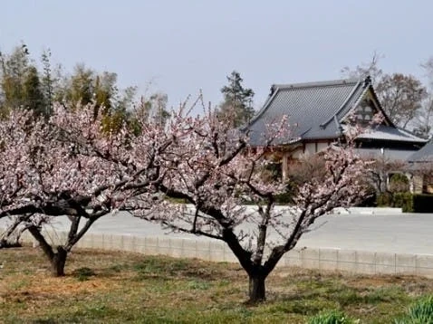 久喜市 香最寺 梅花霊苑