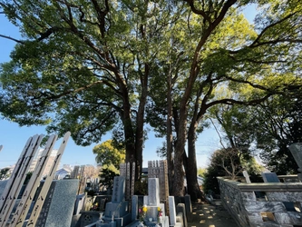 緑豊かな法性寺