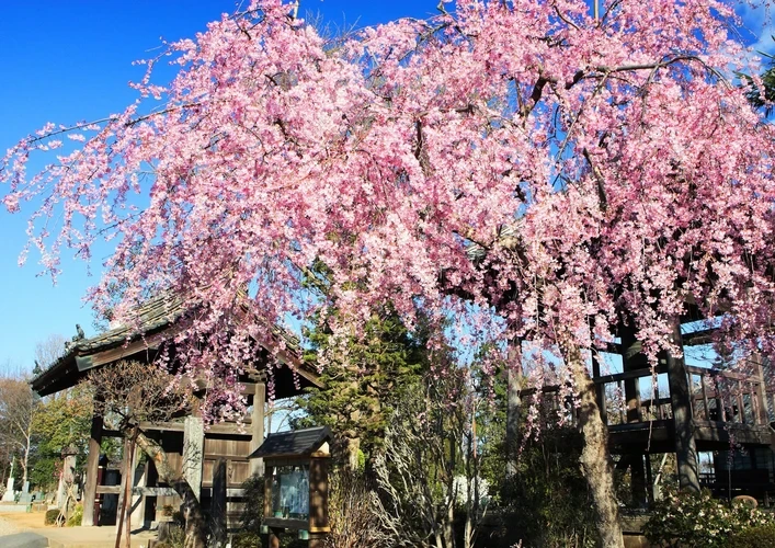 休臺寺 満開の桜