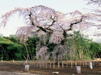 桶川市の指定文化財