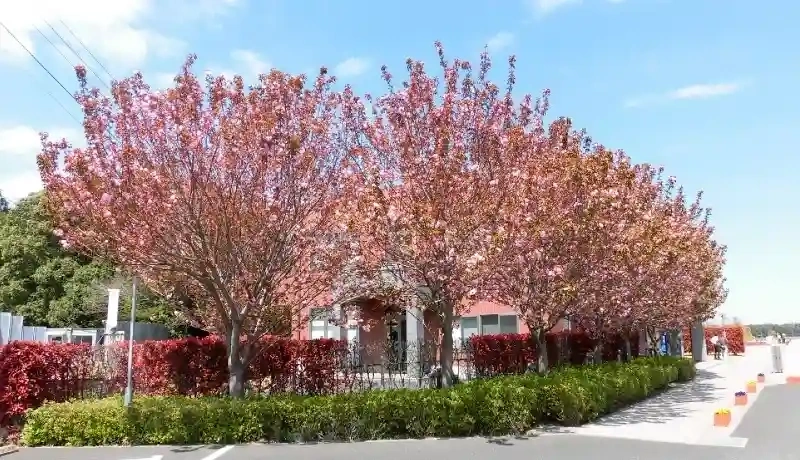 杜の郷霊園 八重桜