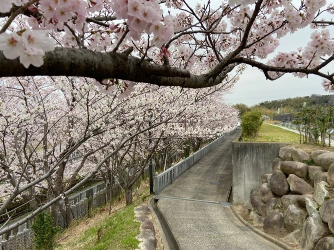 成龍寺 樹木葬【愛久の丘】 景色×桜➀