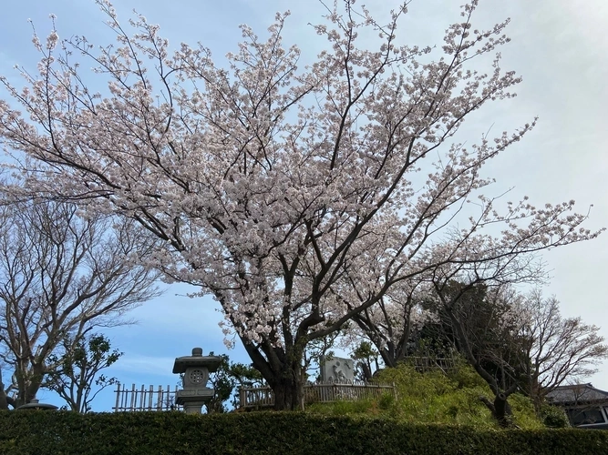 成龍寺 樹木葬【愛久の丘】 景色×桜③