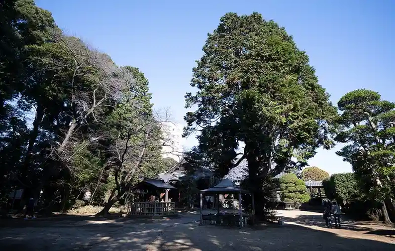 緑豊かな境内